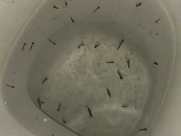 Aparecieron larvas en el agua de Los Hornos