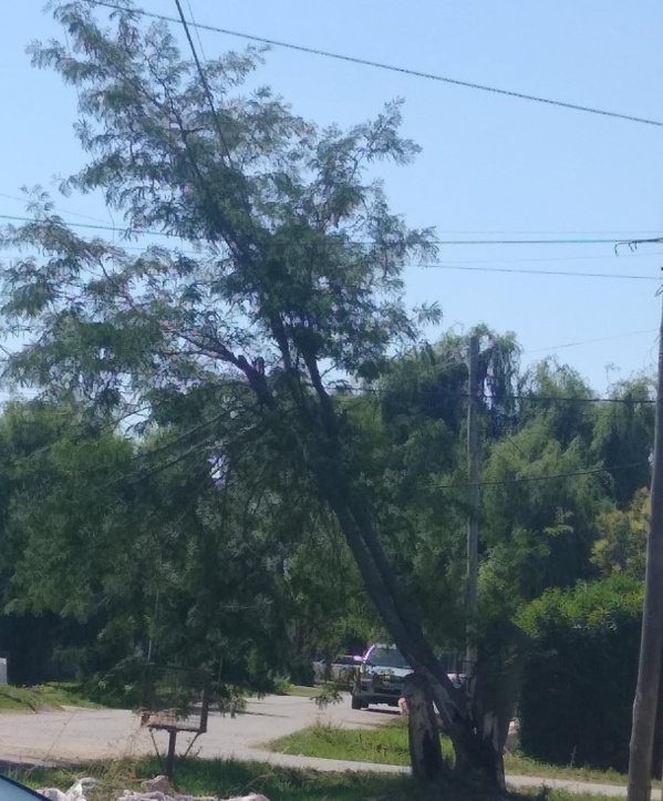 Vecinos de Los Hornos reclaman por un árbol a punto de caerse