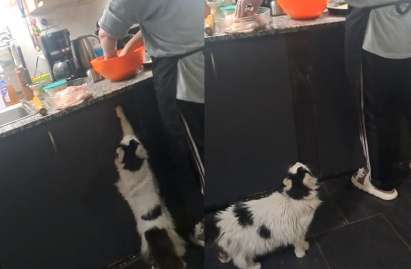 “No se puede hacer una milanesa”: un hombre se quejó del comportamiento de su gata obsesionada con la comida y se hizo viral