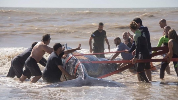 Emotivo rescate a una ballena encallada en Villa Gesell