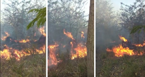 Feroz incendio llevó a dos dotaciones de bomberos al Parque Pereyra Iraola