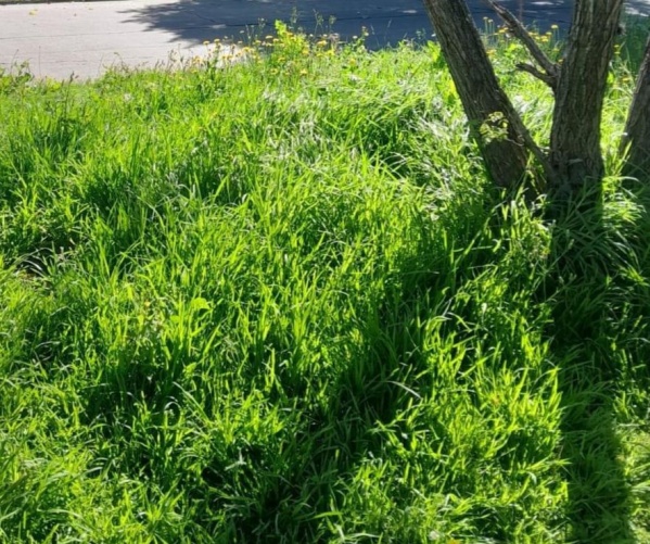 Vecinos de Los Hornos se quejaron por la falta de mantenimiento de los espacios verdes