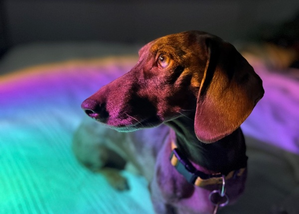 “El payaso posando”: un perro salchicha se hizo viral al interrumpir a su dueña cuando probaba una luz
