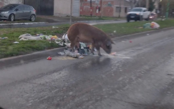 La imagen de un animal exótico en la calle se hizo viral y en las redes ironizaron: “Que raros están los perros en La Plata”