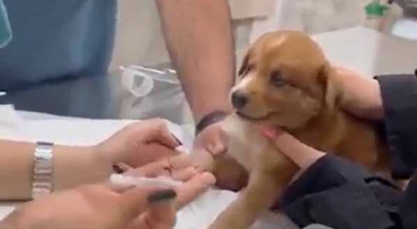 El "perrito más dramático del mundo", derrite los corazones en redes