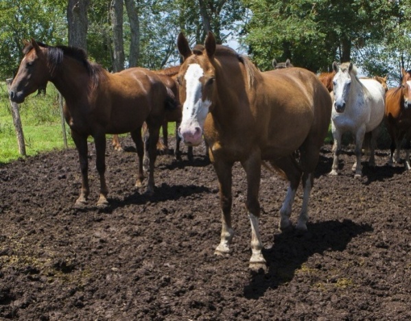 Alerta en La Plata y la región por la expansión de la encefalomielitis equina que puede afectar a los seres humanos