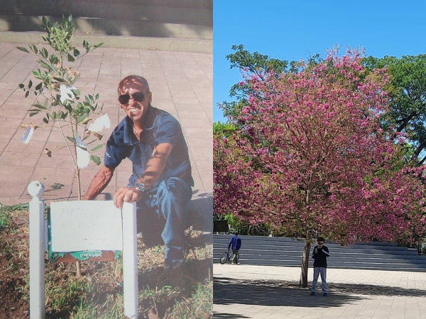 “Querido Hermenegildo”: trabaja en Chile, plantó un árbol hace 12 años en La Plata, su hijo lo encontró y emocionó a todos