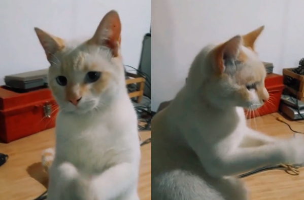 “10 michipesos”: el gato de una platense imitó a la perfección a un divertido personaje y se hizo viral