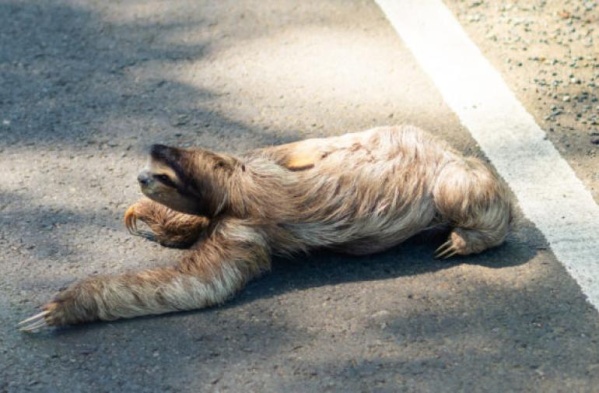 La increíble reacción de un oso perezoso con un hombre que lo ayudó a cruzar una ruta