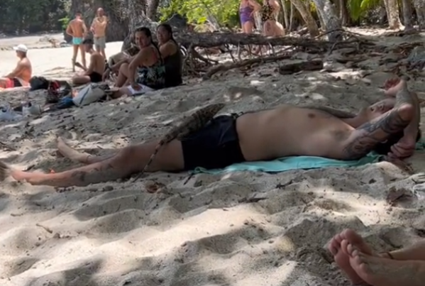 “Dormir en la playa sale mal”: un joven estaba descansando cuando fue sorprendido por un exótico animal