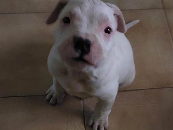 “Gordito batata”: una joven pidió que le recomienden nombres para el nuevo integrante de su familia y se hizo viral