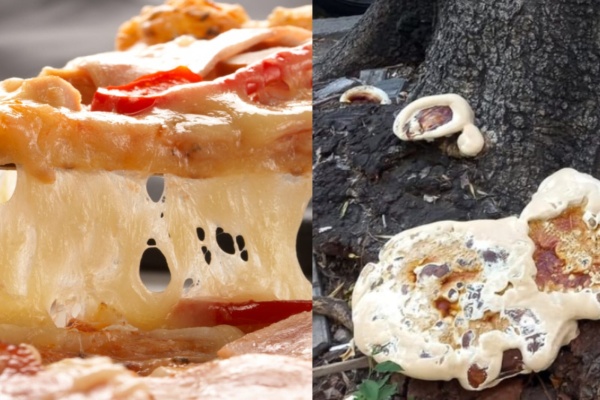 "Creí que era una pizza reventada": encontró en La Plata un árbol con algo "raro" en sus raíces y al tiempo descubrió qué era