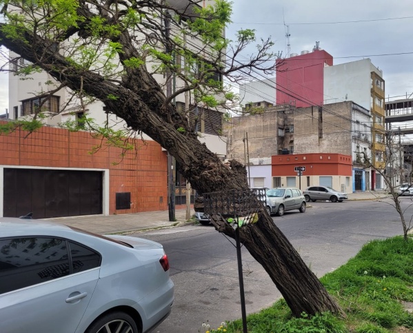 En 8 y 37 reclaman por un árbol que está a punto de caerse