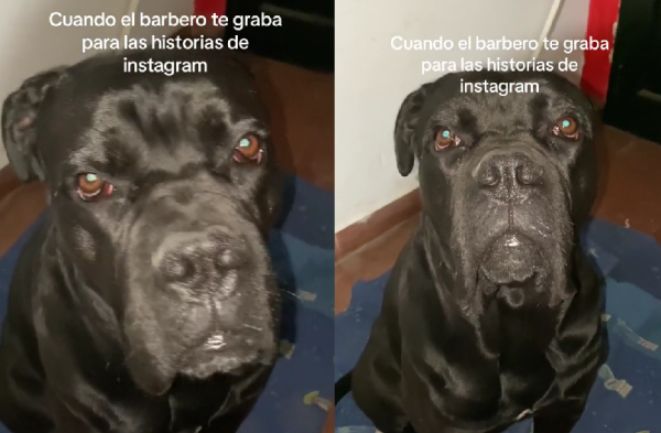 Un platense grabó a su perro, hizo una insólita comparación y se hizo viral: “Cuando el barbero…”