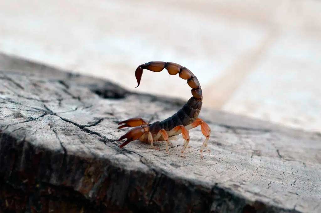 C&oacute;rdoba: muri&oacute; una beba por la picadura de un alacr&aacute;n