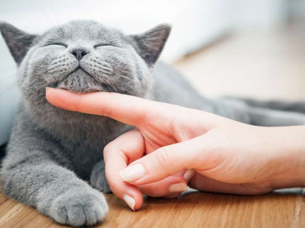 Los beneficios de dormir con tu gato