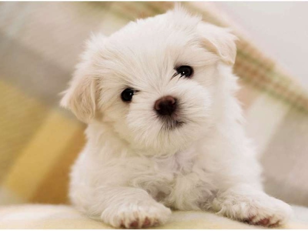 Los 10 nombres de perro más comunes en Argentina