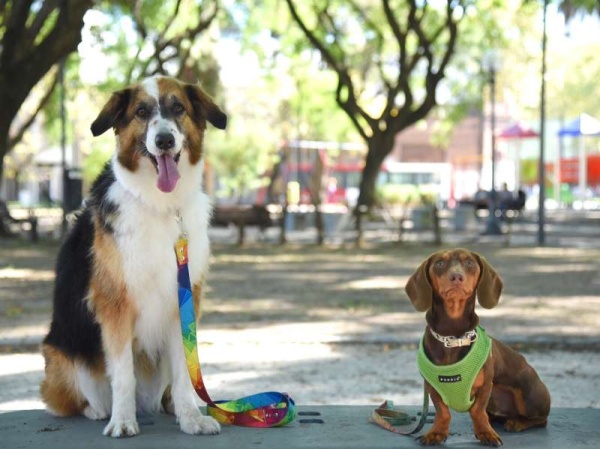 Este miércoles se realizará una nueva jornada de castración en Villa Elisa