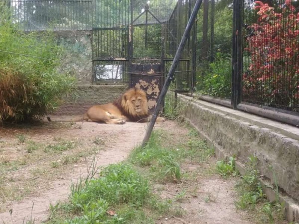 Rumbo al bioparque: Dos leones del Zoo de La Plata serán trasladados a Minnesota