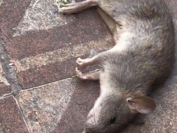 La Plata está invadida por ratas mientras Garro lleva 22 días en Cariló