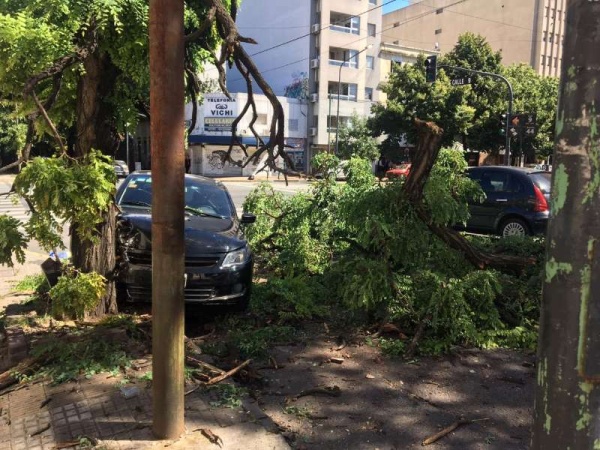 Por esquivar un auto que cruzó en rojo, chocó contra un árbol podrido y se le vino encima una parte