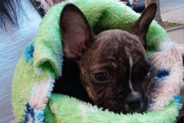 Se robaron a Tayson en una entradera en La Plata y si no toma un medicamento puede morir: “Ayúdenme a encontrarlo”