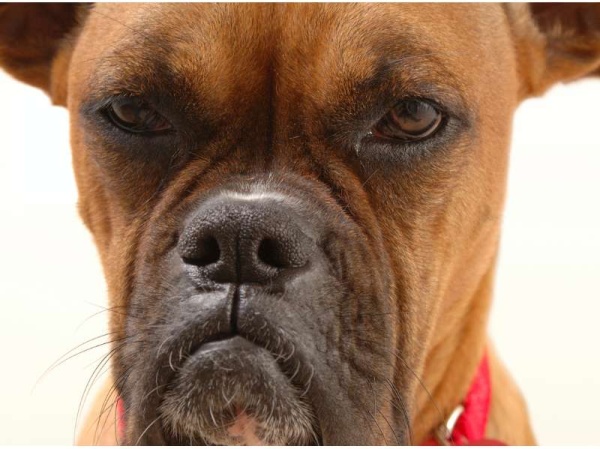 Los perros pueden detectar a una mala persona