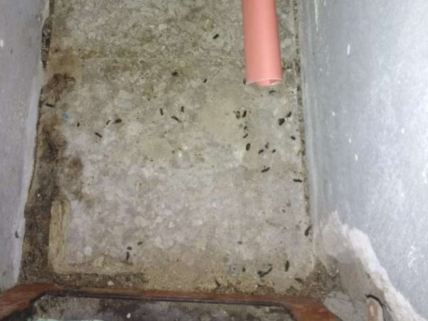 Hallaron heces de ratas en una escuela de La Plata