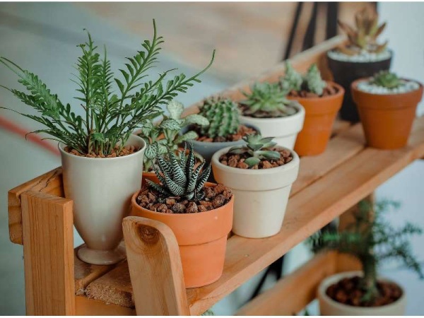 El secreto por el que tenés que tener plantas en tu casa