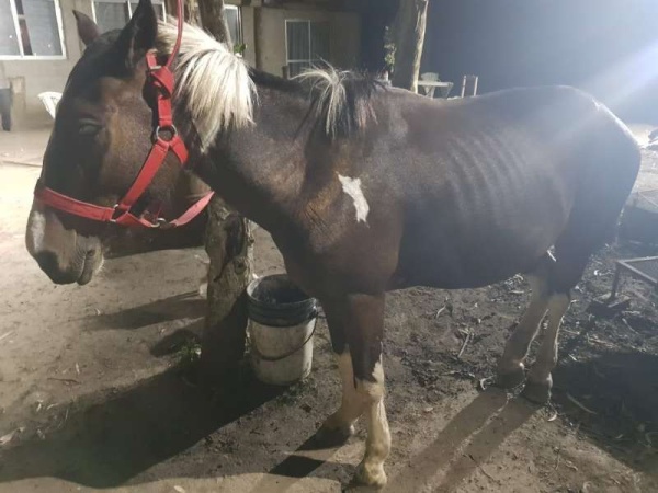 Garro destacó el rescate de un nuevo caballo en La Plata: &quot;Fue gracias a una denuncia vecinal&quot;