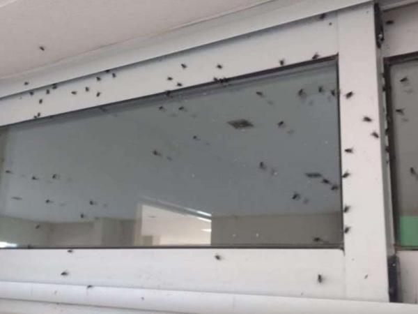 Una nueva invasión de moscas azotó a Ignacio Correas