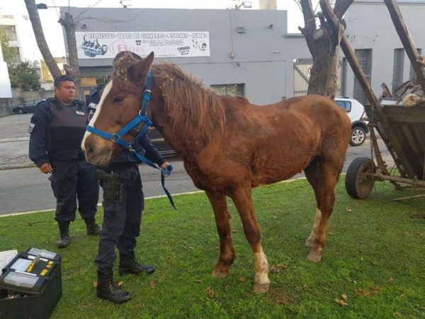 En medio de su lucha contra la tracción a sangre, Garro dignifica a los cartoneros