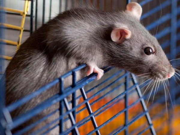 Ratoncito "se hace la v&iacute;ctima" para zafar de morir de un escobazo