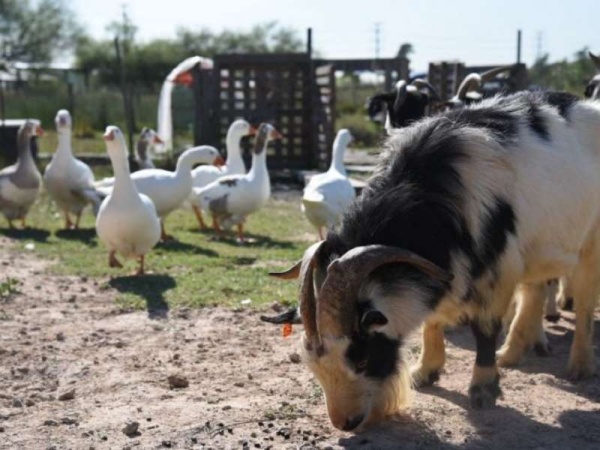 Con budines veganos, ayudarán a los animales liberados de la granja de la República de los Niños
