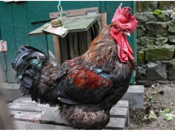 Ins&oacute;lito: gallo va a juicio por "cantar" muy temprano