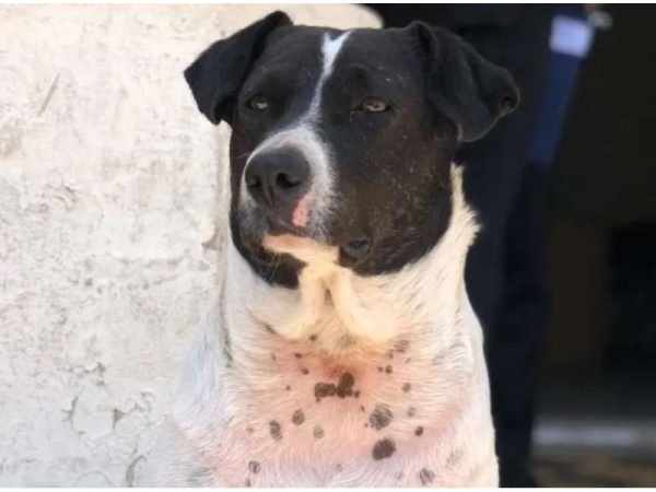 Perro obeso se hac&iacute;a pasar por callejero para que le den comida
