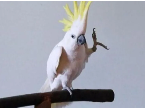 Cacat&uacute;a guardiana se cree perro y le ladra a extra&ntilde;os