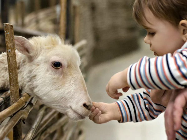 Cómo se benefician los bebés si viven cerca de animales de granja