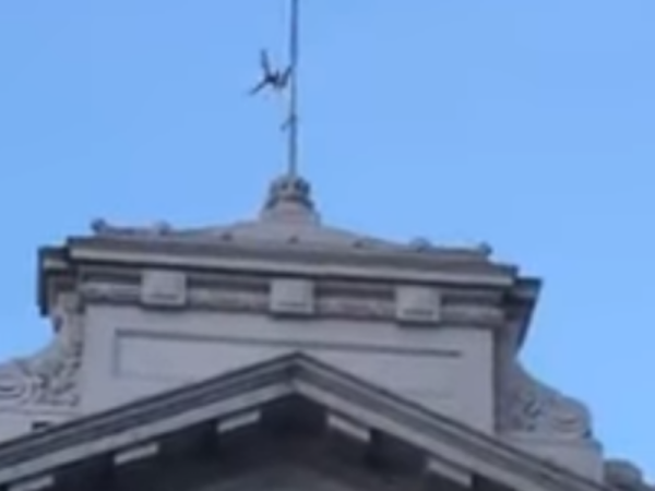 Una paloma qued&oacute; atrapada en el edificio del Senado de 7 y 49