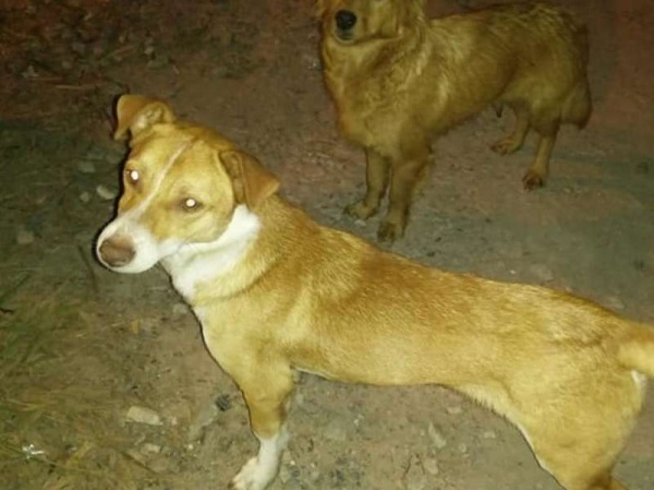 Por la crisis, vecinos de Sicardi dejaron de rescatar perros abandonados y piden un refugio