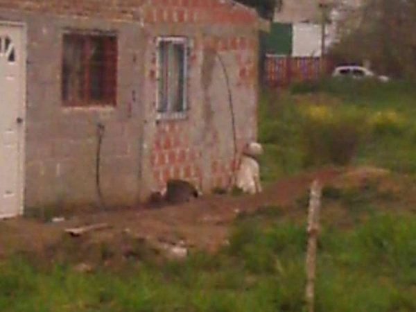 Un platense dejó morir a su perra y amenazó a una proteccionista que lo expuso