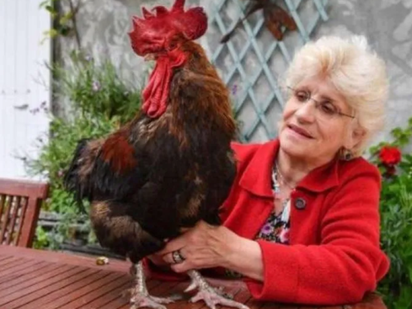 La mejor noticia: gallo francés ganó el juicio y podrá seguir cantando