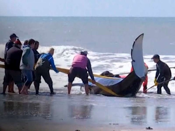 Siete orcas aparecieron varadas en Mar Chiquita: en un gran operativo de rescate salvaron a seis y una murió