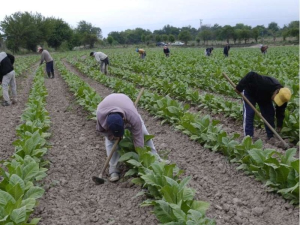 El bono de 5.000 pesos excluye a trabajadores rurales y personal doméstico
