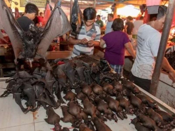 En China se prohibió el consumo de murciélagos 