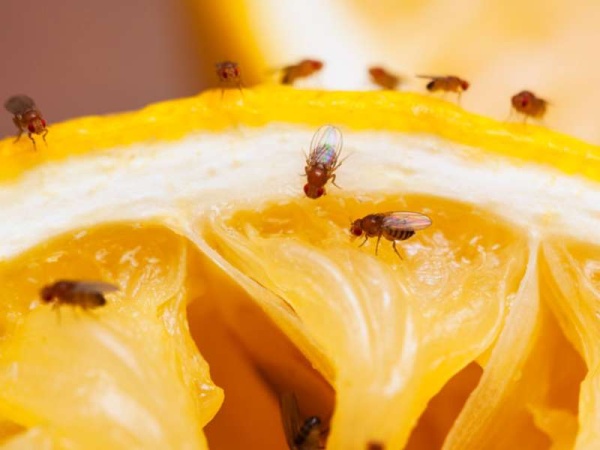 Las &quot;mosquitas de la fruta&quot; desaparecerán con este &quot;frasco loco&quot;