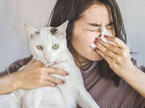 Coronavirus: los alérgicos a los gatos podrían tener menos riesgo de contagio