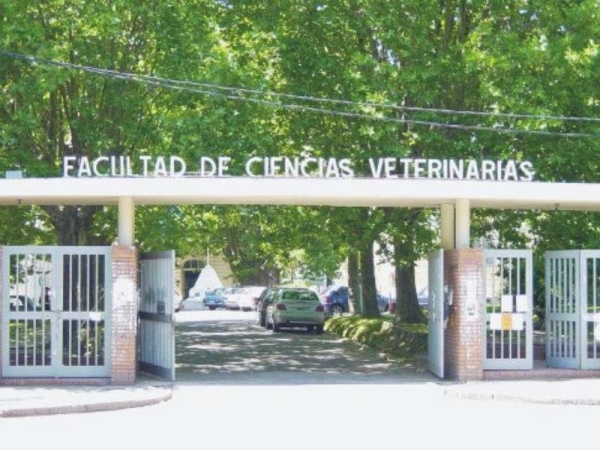 La UNLP revisará de forma gratuita a mascotas de pacientes con coronavirus 