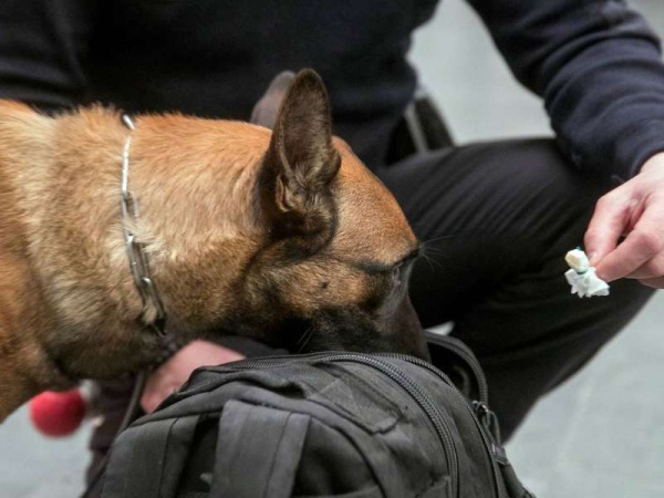 Los perros pueden detectar el coronavirus 