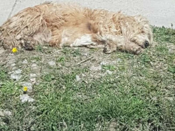 Vecina de Berisso rescató a una perra maltratada: &quot;Nunca vi un animal en este estado de abandono&quot; 